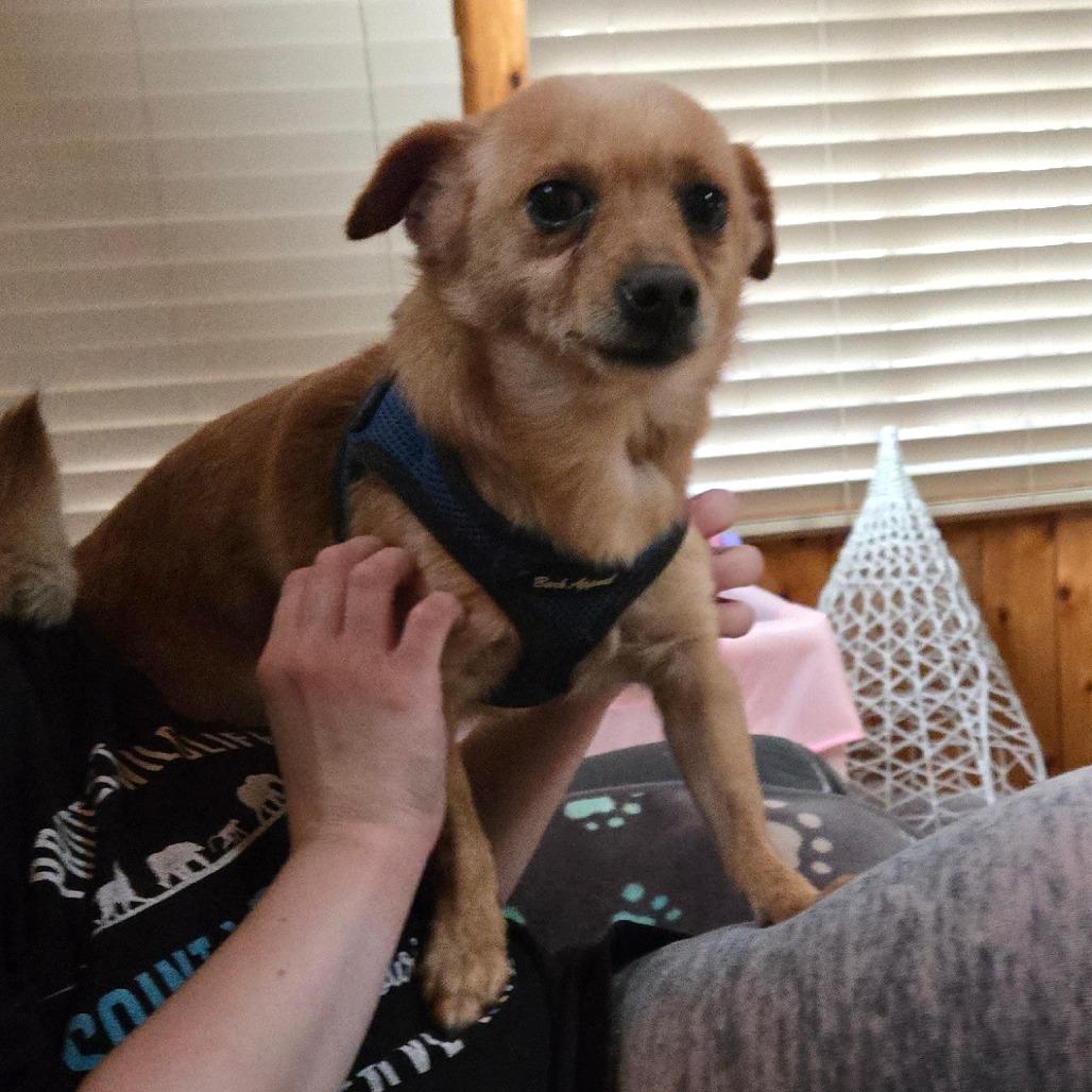 Enlarge Rascal, a Adoptable Chihuahua in Loves Park, IL image 3/6