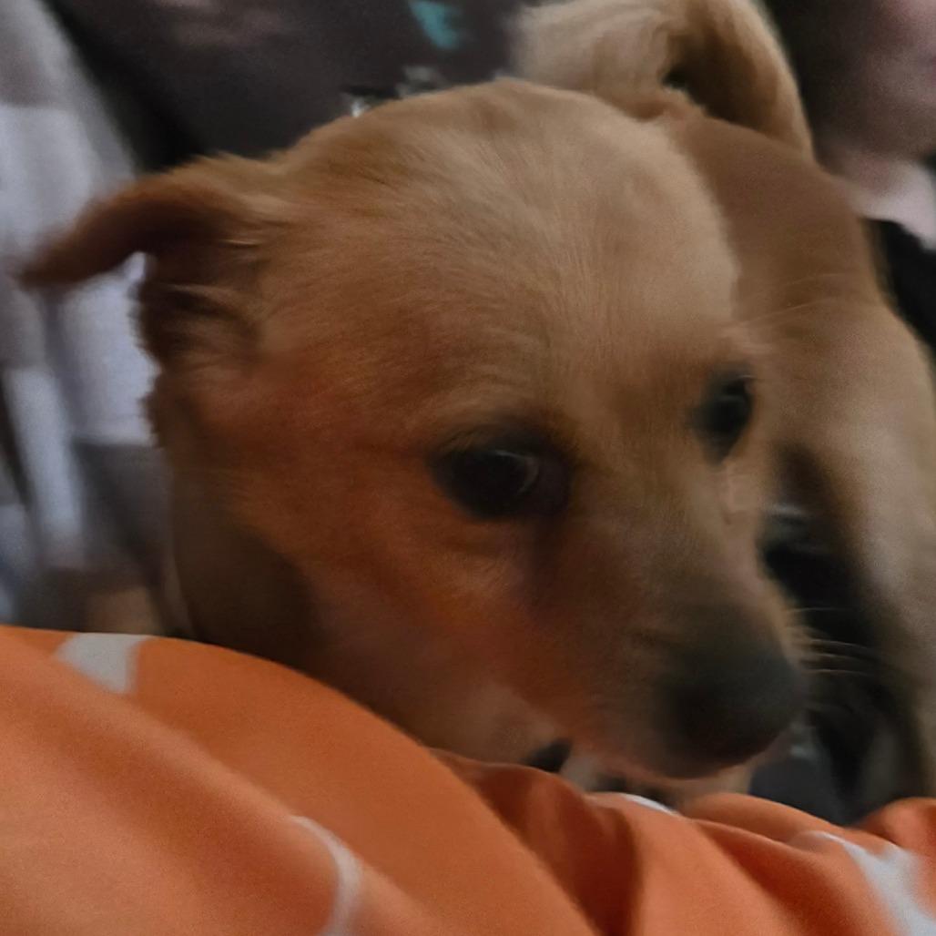 Enlarge Rascal, a Adoptable Chihuahua in Loves Park, IL image 4/6