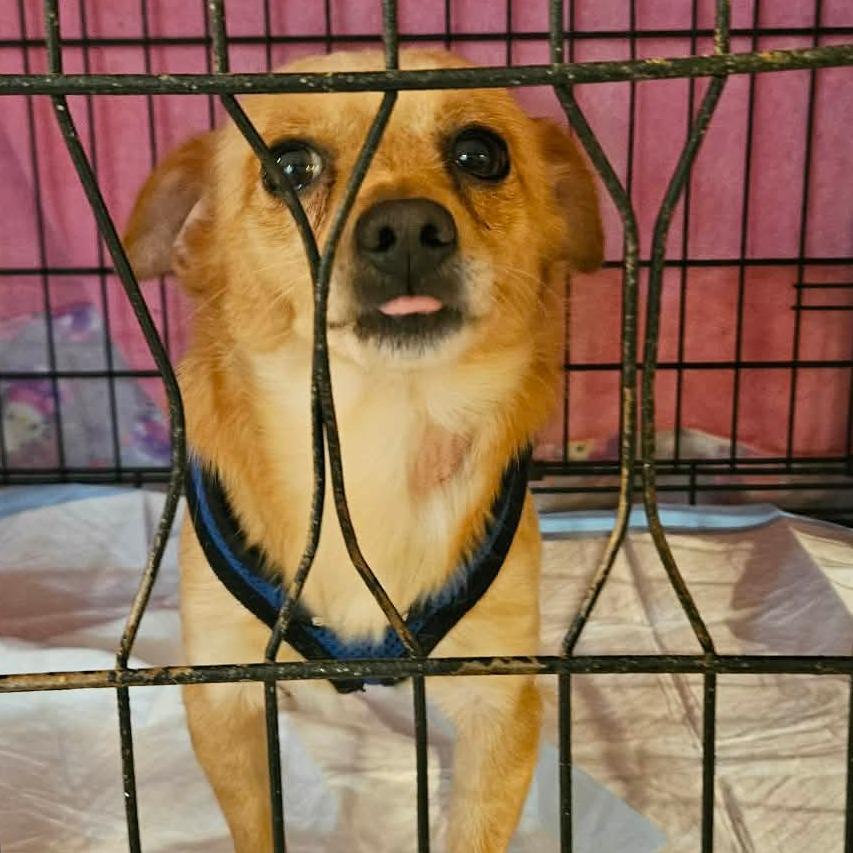 Enlarge Rascal, a Adoptable Chihuahua in Loves Park, IL image 5/6