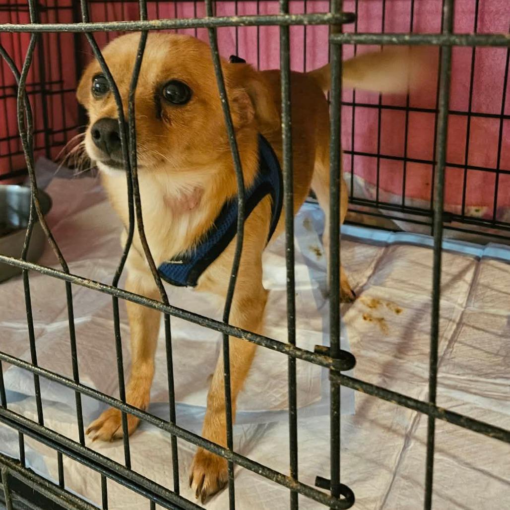 Enlarge Rascal, a Adoptable Chihuahua in Loves Park, IL image 6/6