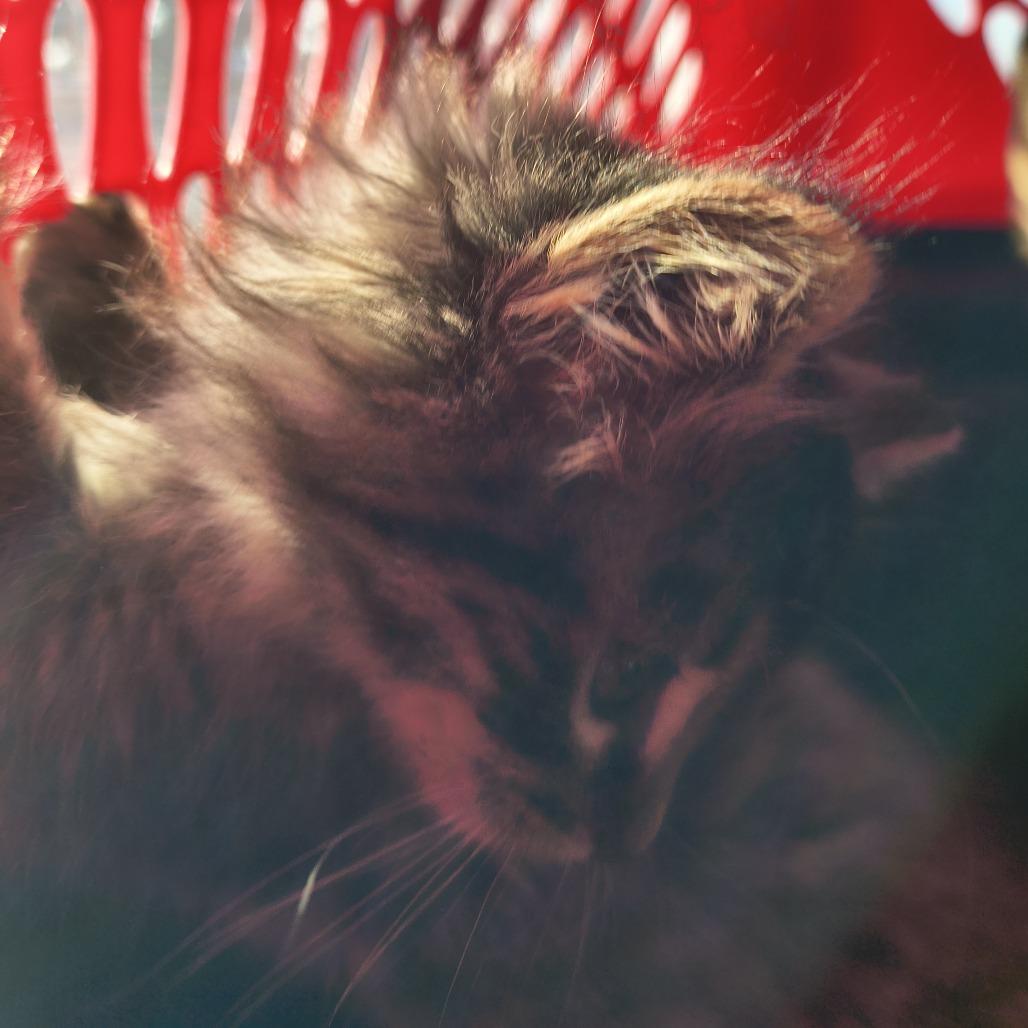 Enlarge Shasta, a Adoptable Domestic Long Hair in Othello, WA image 1/1