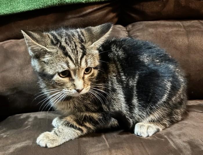 Enlarge Itsy, a ADOPTABLE Domestic Short Hair in Farmington, MN image 1/3