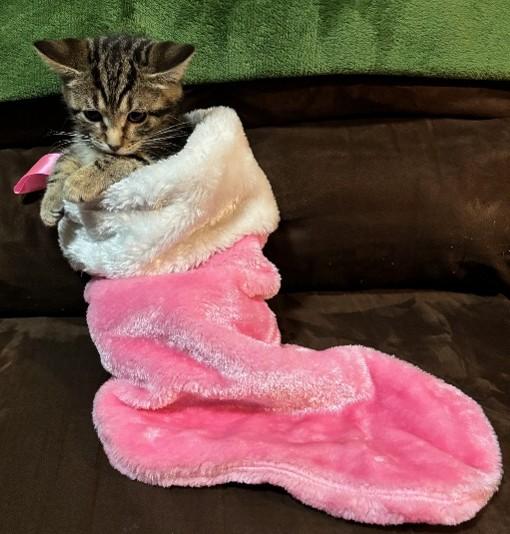 Enlarge Itsy, a ADOPTABLE Domestic Short Hair in Farmington, MN image 3/3