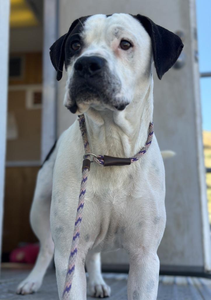 Enlarge Swayze, a Adoptable Pit Bull Terrier in Tehachapi, CA image 1/1