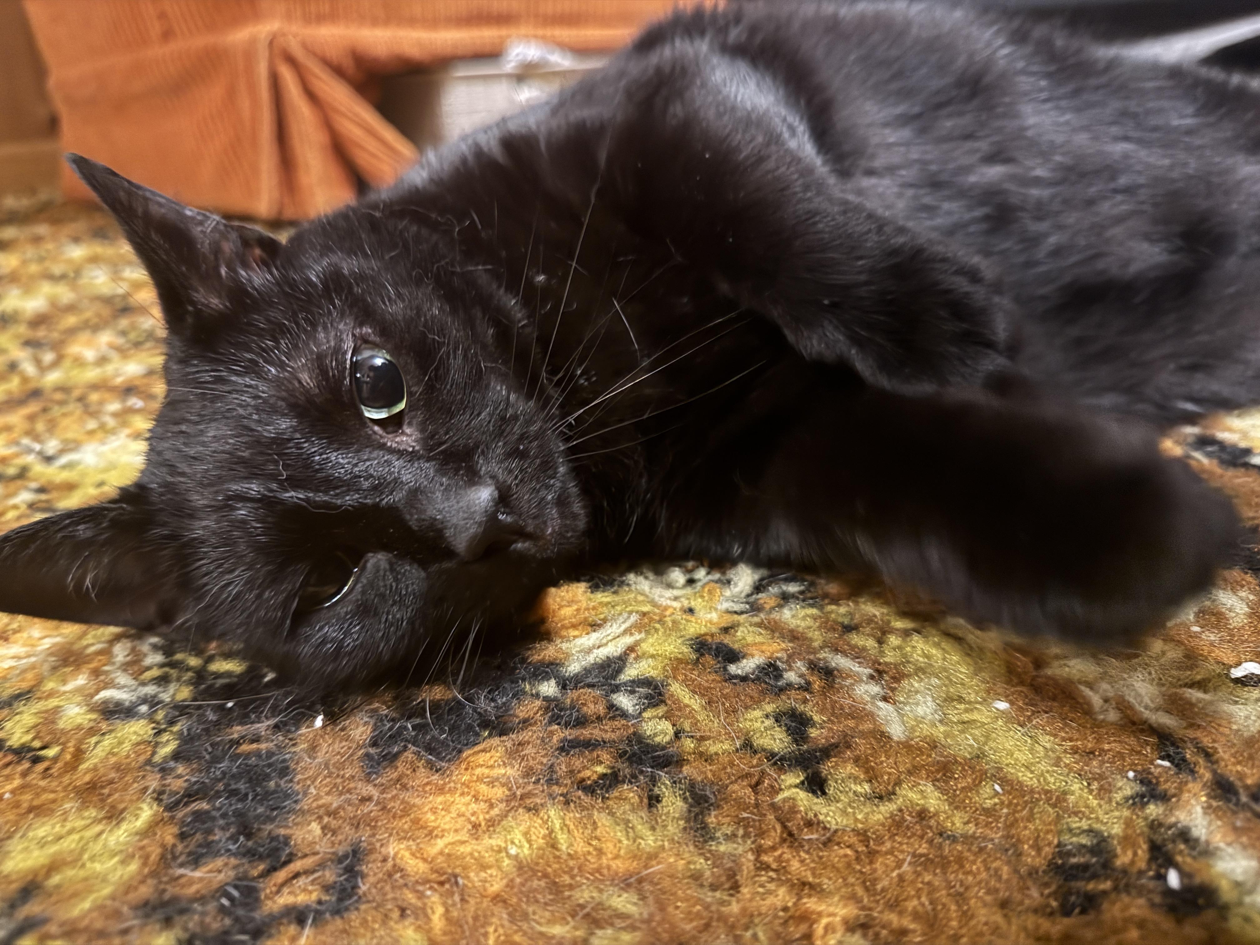 Fenway thumbnail 4