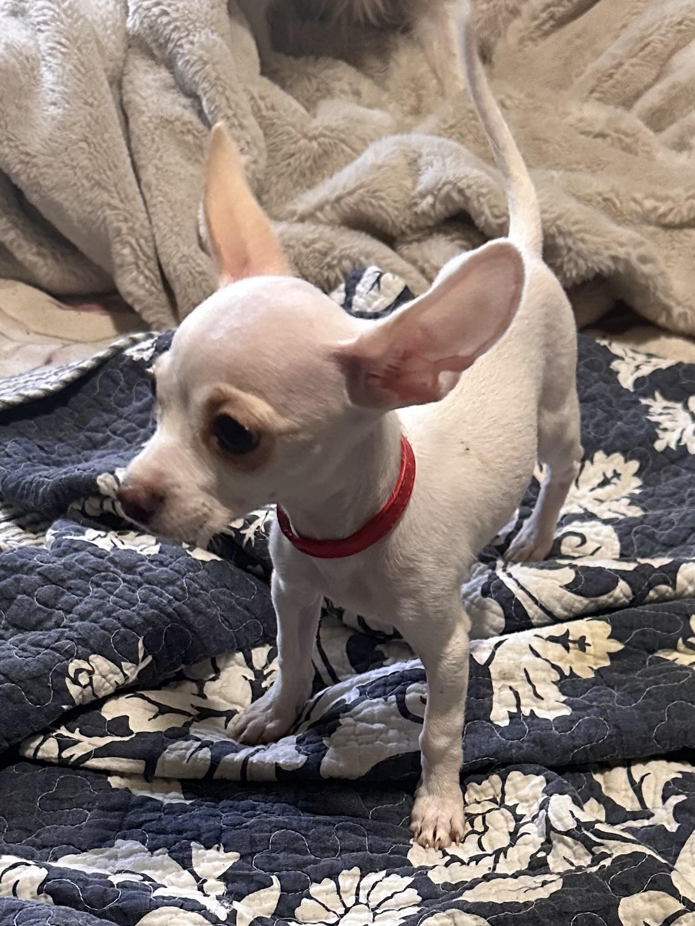 Enlarge Spunky , an adopted mixed breed in brattleboro, VT image 3/6