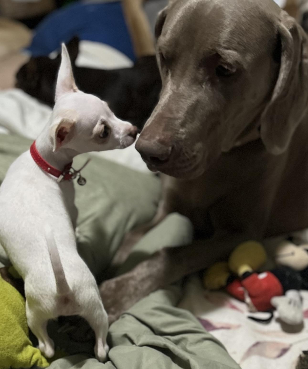 Enlarge Spunky , an adopted mixed breed in brattleboro, VT image 6/6