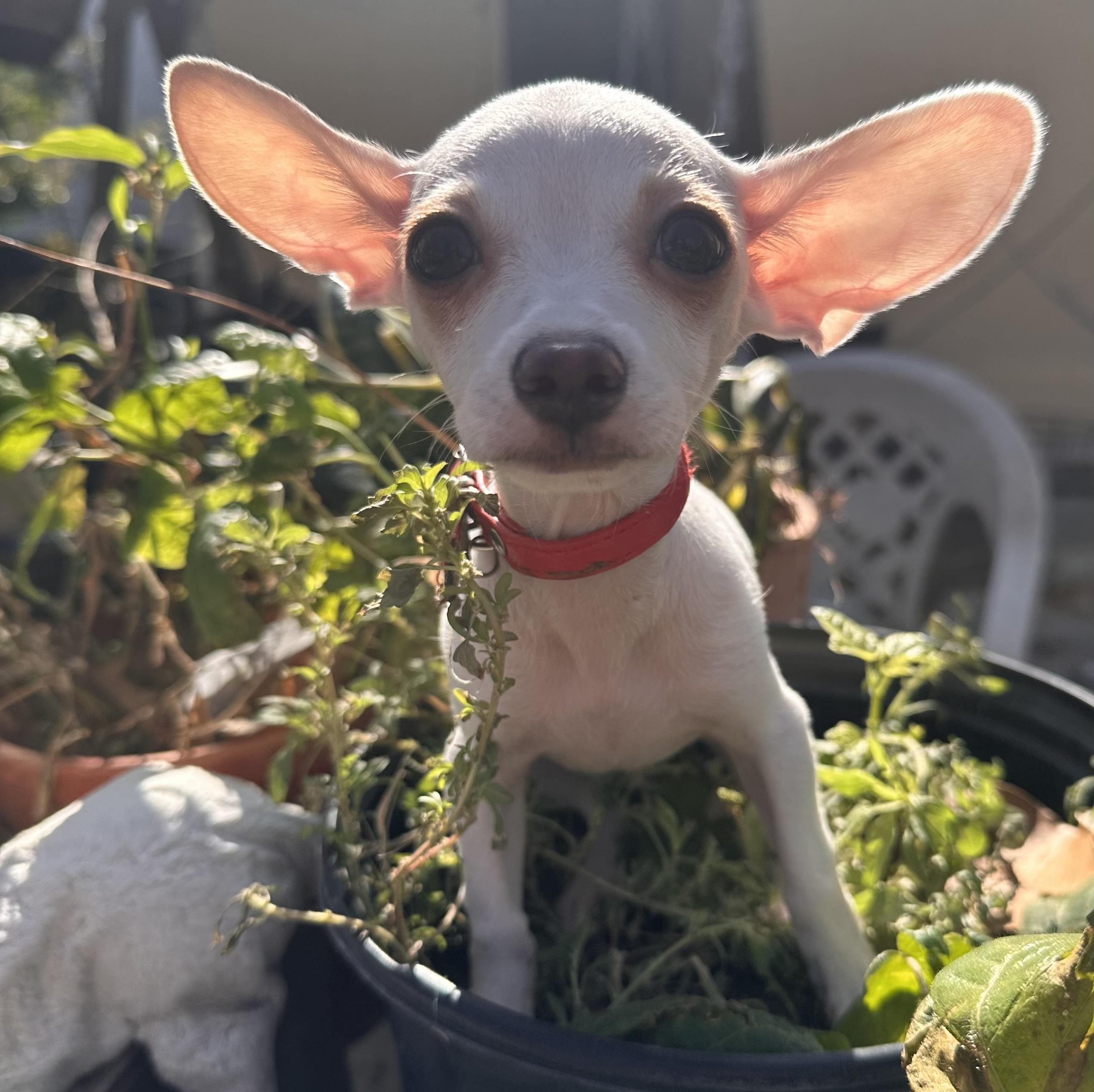 Enlarge Spunky , an adopted mixed breed in brattleboro, VT image 4/6
