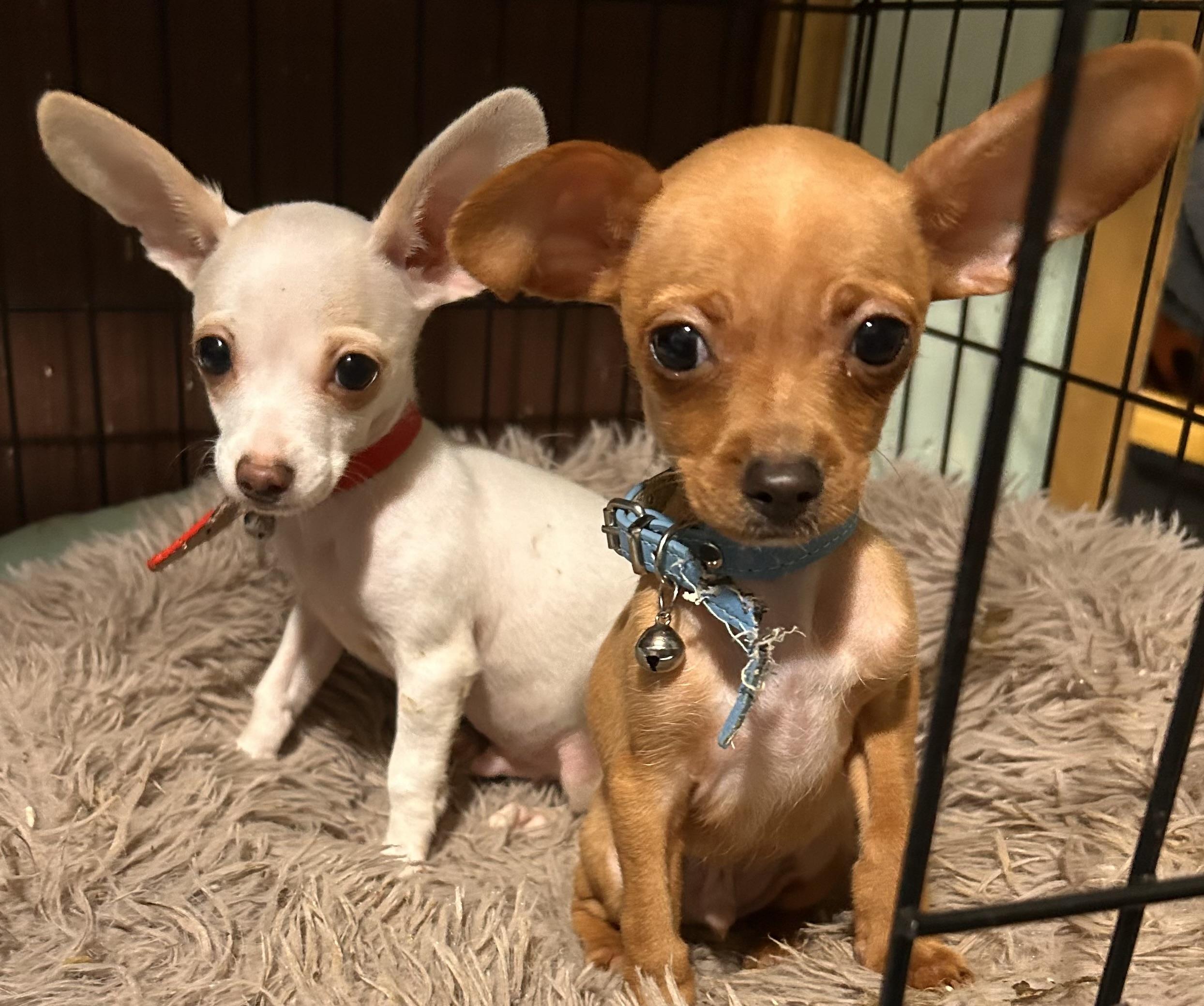 Enlarge Spunky , an adopted mixed breed in brattleboro, VT image 5/6