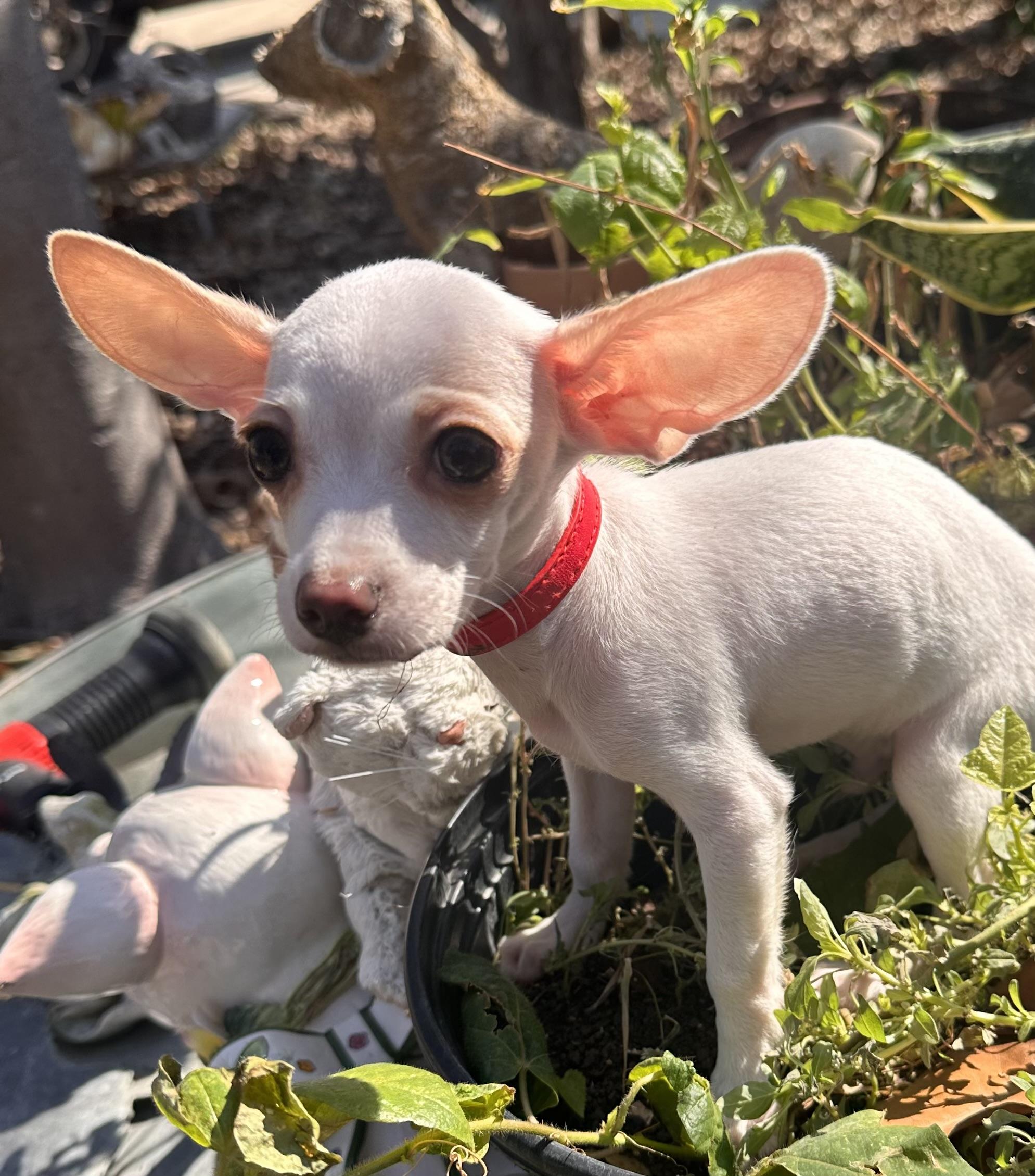 Enlarge Spunky , an adopted mixed breed in brattleboro, VT image 2/6