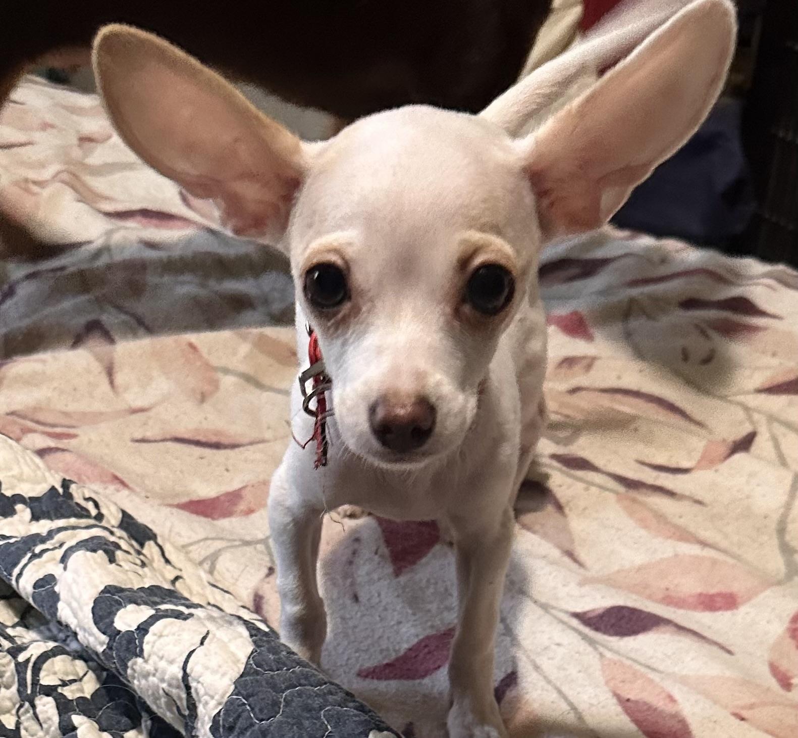 Enlarge Spunky , an adopted mixed breed in brattleboro, VT image 1/6