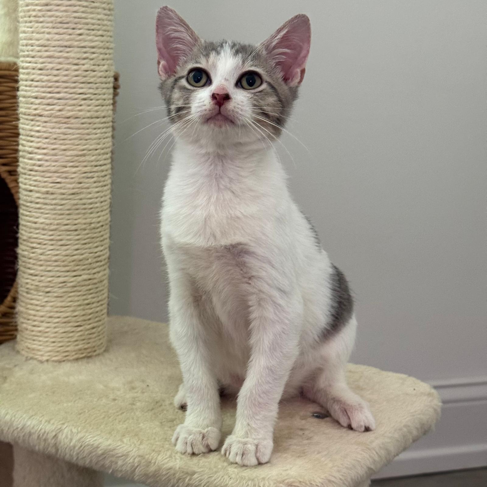 Fern, Adoptable, Kitten Female Domestic Short Hair.