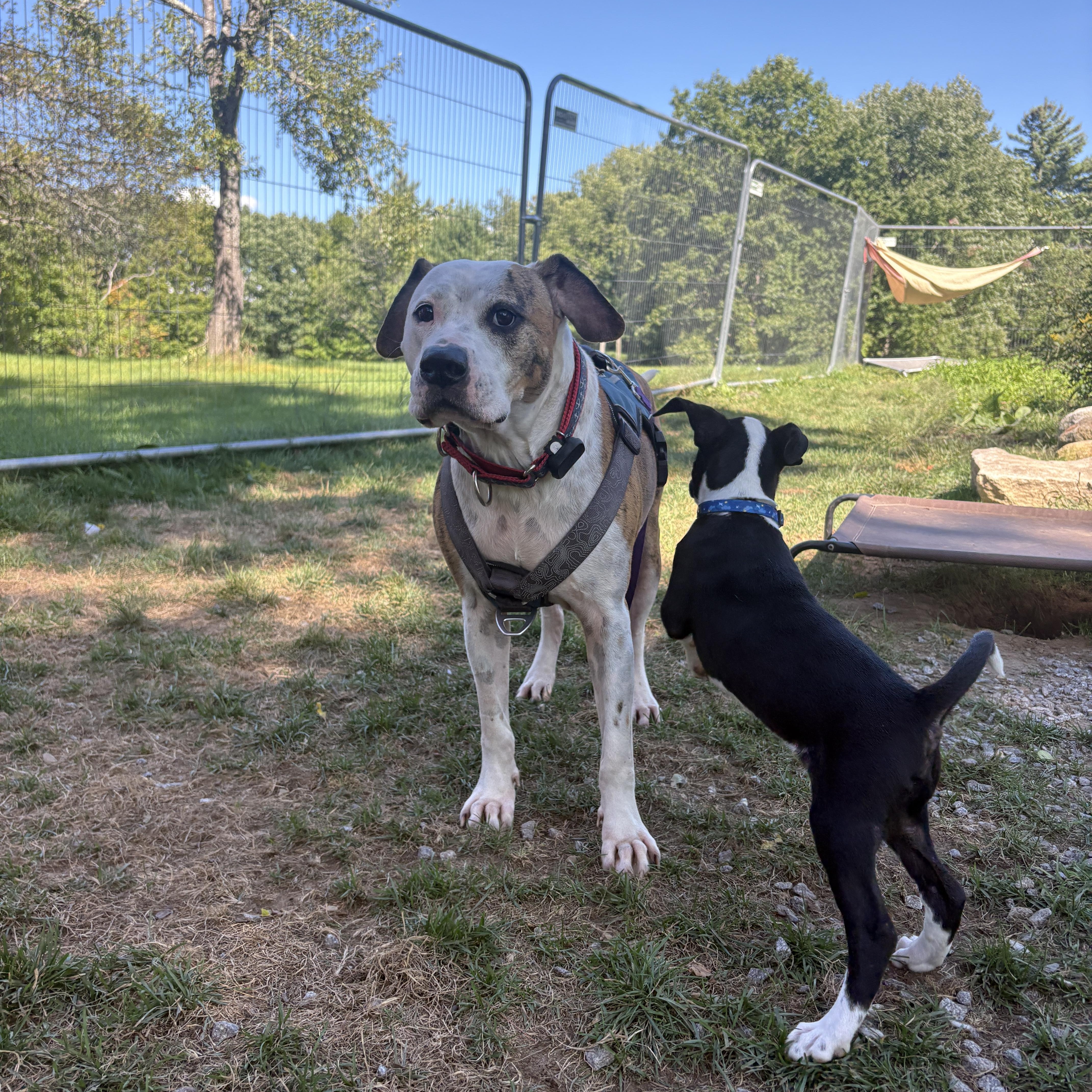 Enlarge Boston, a Adoptable mixed breed in New Boston, NH image 5/6