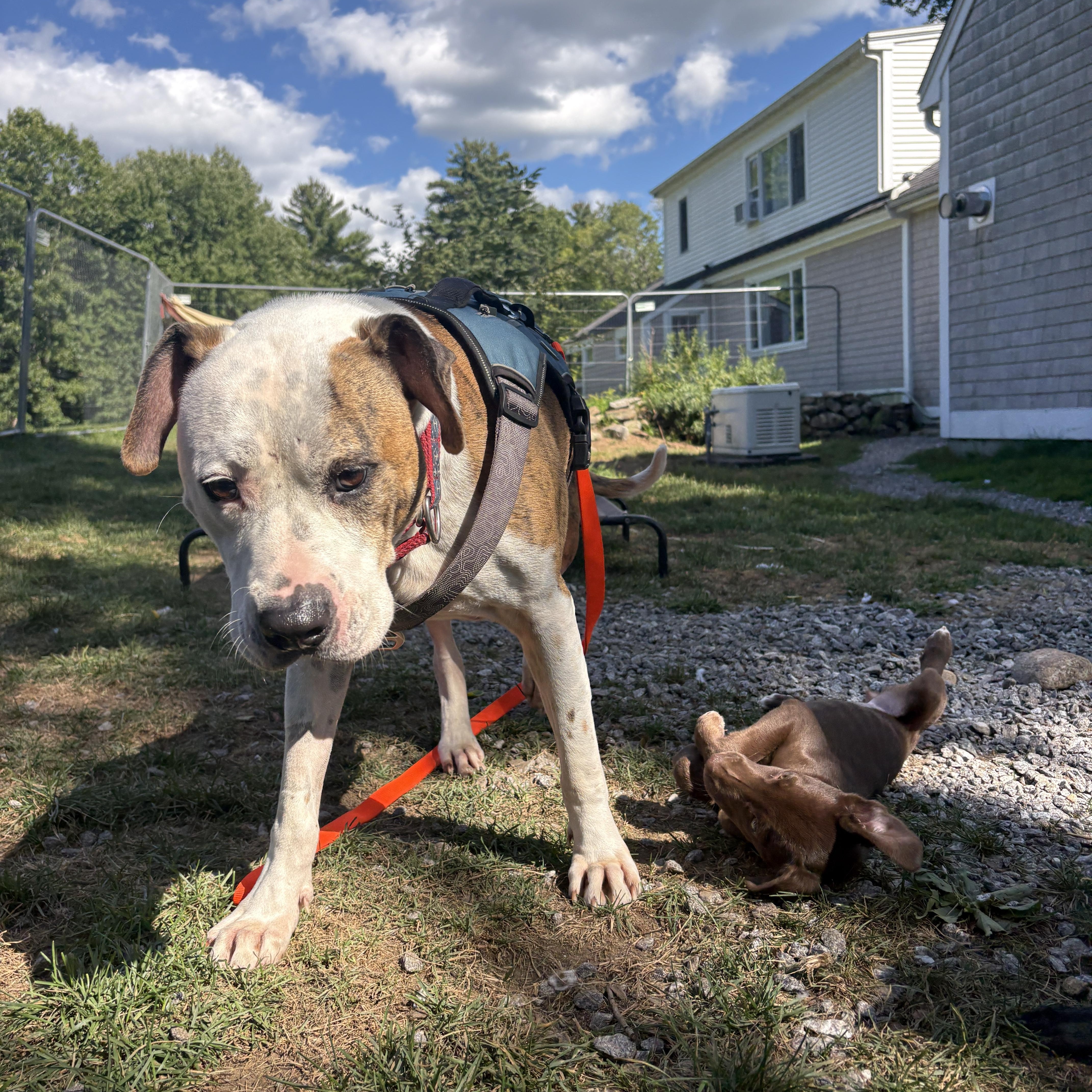 Enlarge Boston, a Adoptable mixed breed in New Boston, NH image 3/6