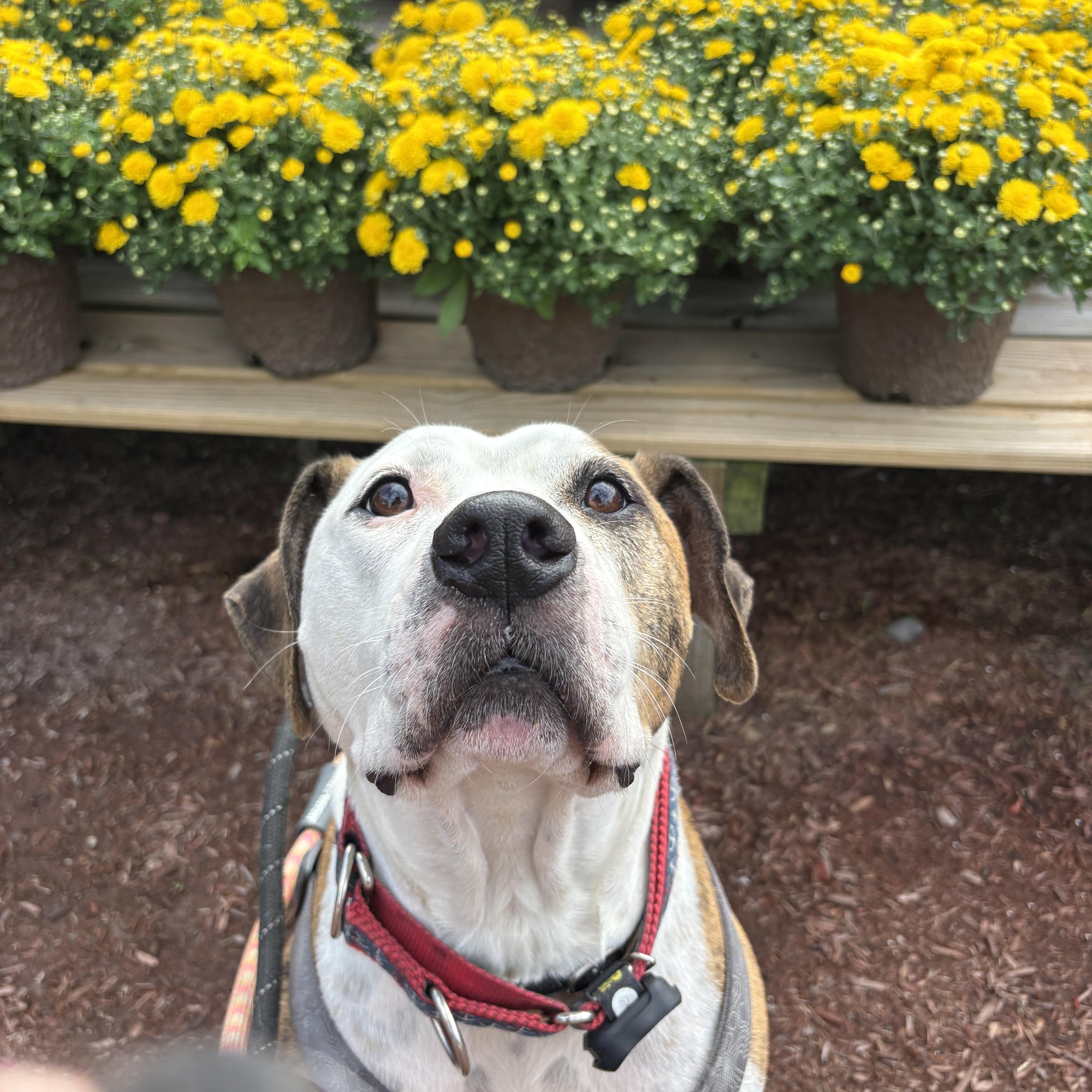 Enlarge Boston, a Adoptable mixed breed in New Boston, NH image 2/6