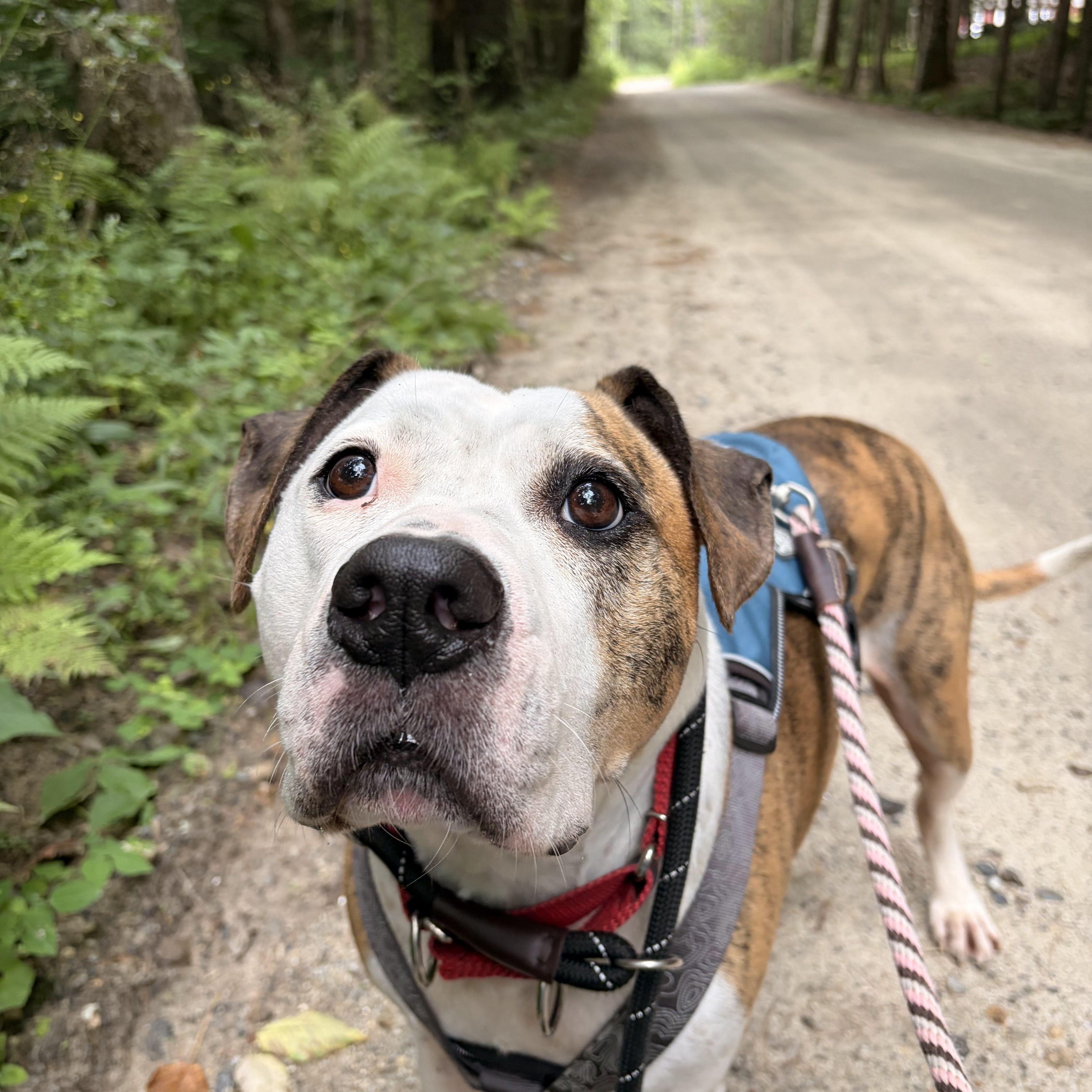 Boston, Adoptable, Adult Male American Bulldog.