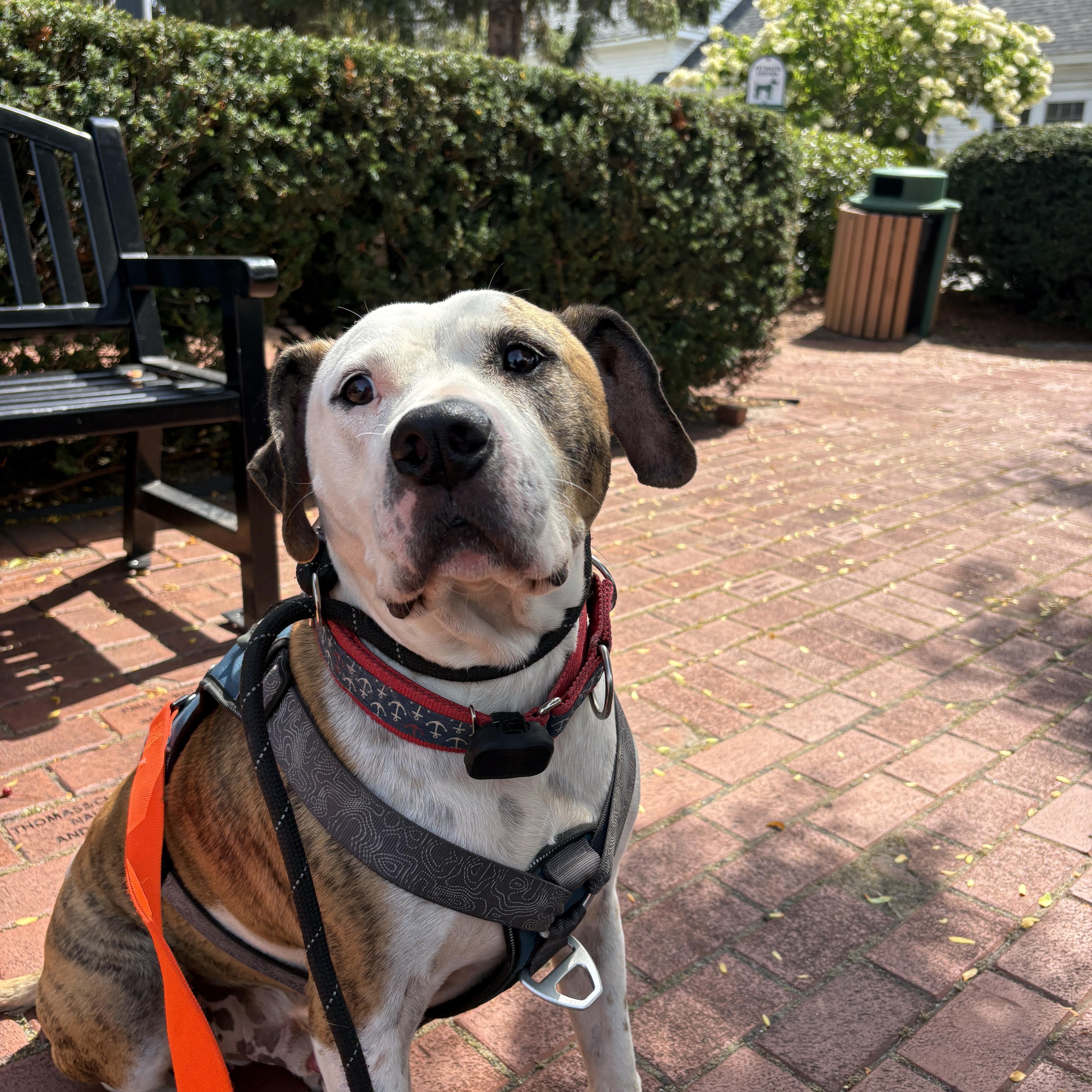 Enlarge Boston, a Adoptable mixed breed in New Boston, NH image 4/6