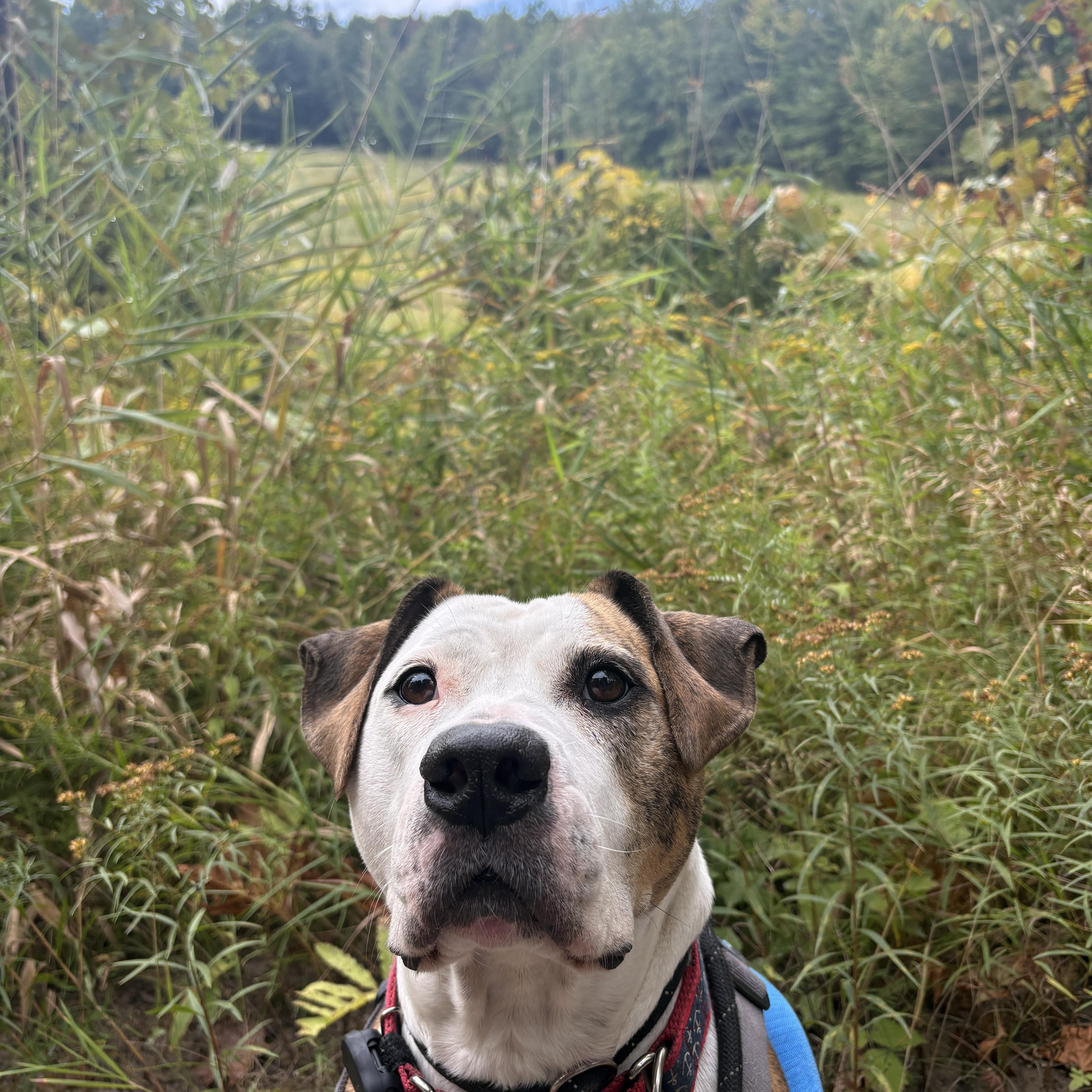 Enlarge Boston, a Adoptable mixed breed in New Boston, NH image 6/6