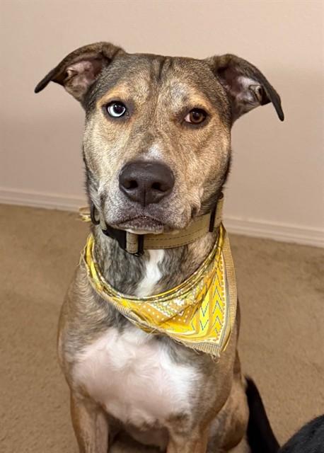 MAVERICK, Adoptable, Adult Male Catahoula Leopard Dog & Mixed Breed.