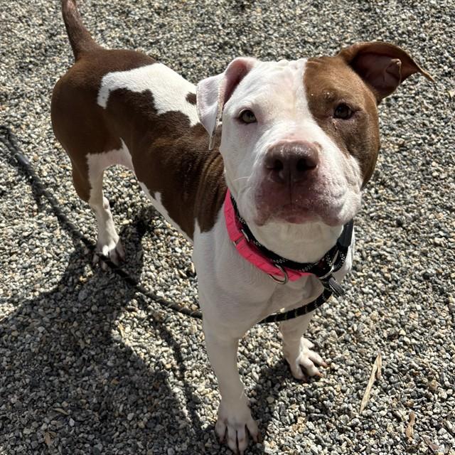 PORK CHOP, Adoptable, Adult Female American Staffordshire Terrier & Mixed Breed.
