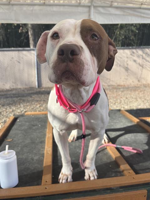 PORK CHOP, Adoptable, Adult Female American Staffordshire Terrier & Mixed Breed.