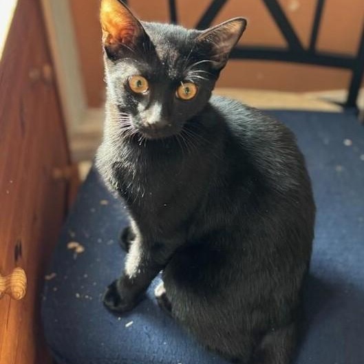 Mr. Purple, a Adoptable Domestic Short Hair in West Orange, NJ image 2/5