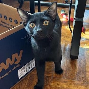 Mr. Purple, a Adoptable Domestic Short Hair in West Orange, NJ image 1/5