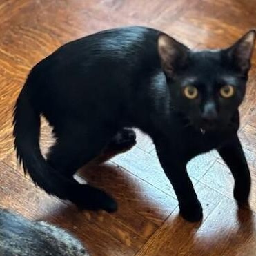 Mr. Purple, a Adoptable Domestic Short Hair in West Orange, NJ image 3/5