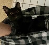 Mr. Purple, a Adoptable Domestic Short Hair in West Orange, NJ image 4/5