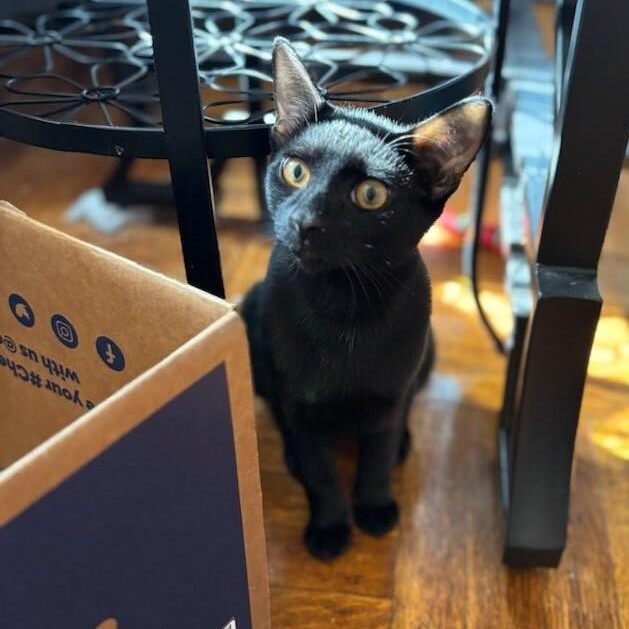 Mr. Purple, a Adoptable Domestic Short Hair in West Orange, NJ image 5/5