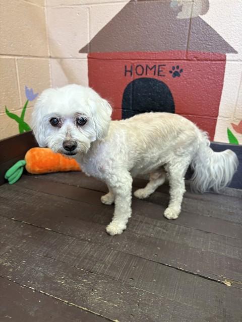 PETER, Adoptable, Senior Male Poodle.