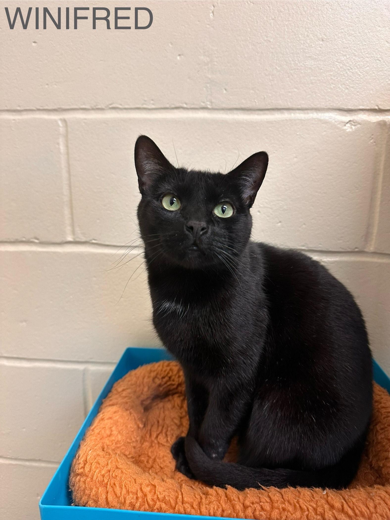 Winifred, Adoptable, Adult Female Domestic Short Hair.