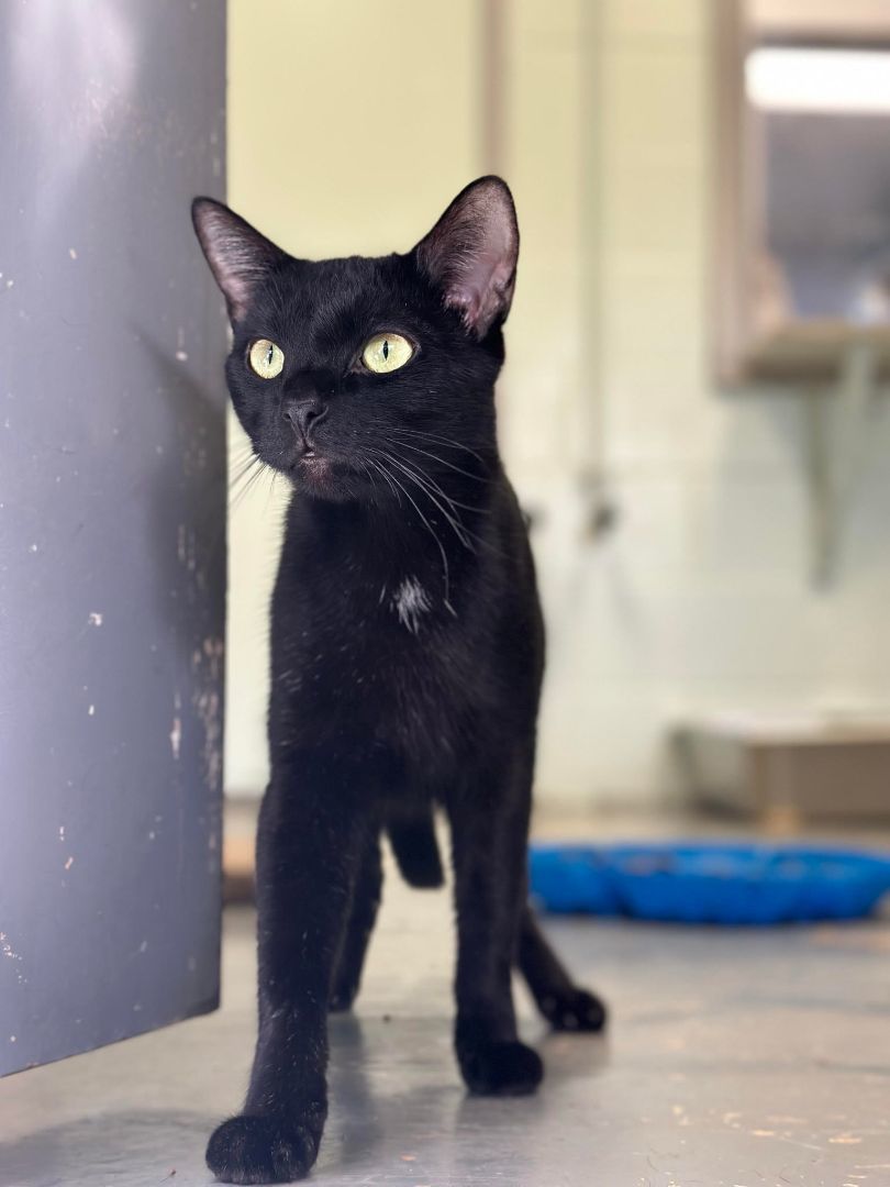 Enlarge Winifred, a Adoptable Domestic Short Hair in East Northport, NY image 2/2