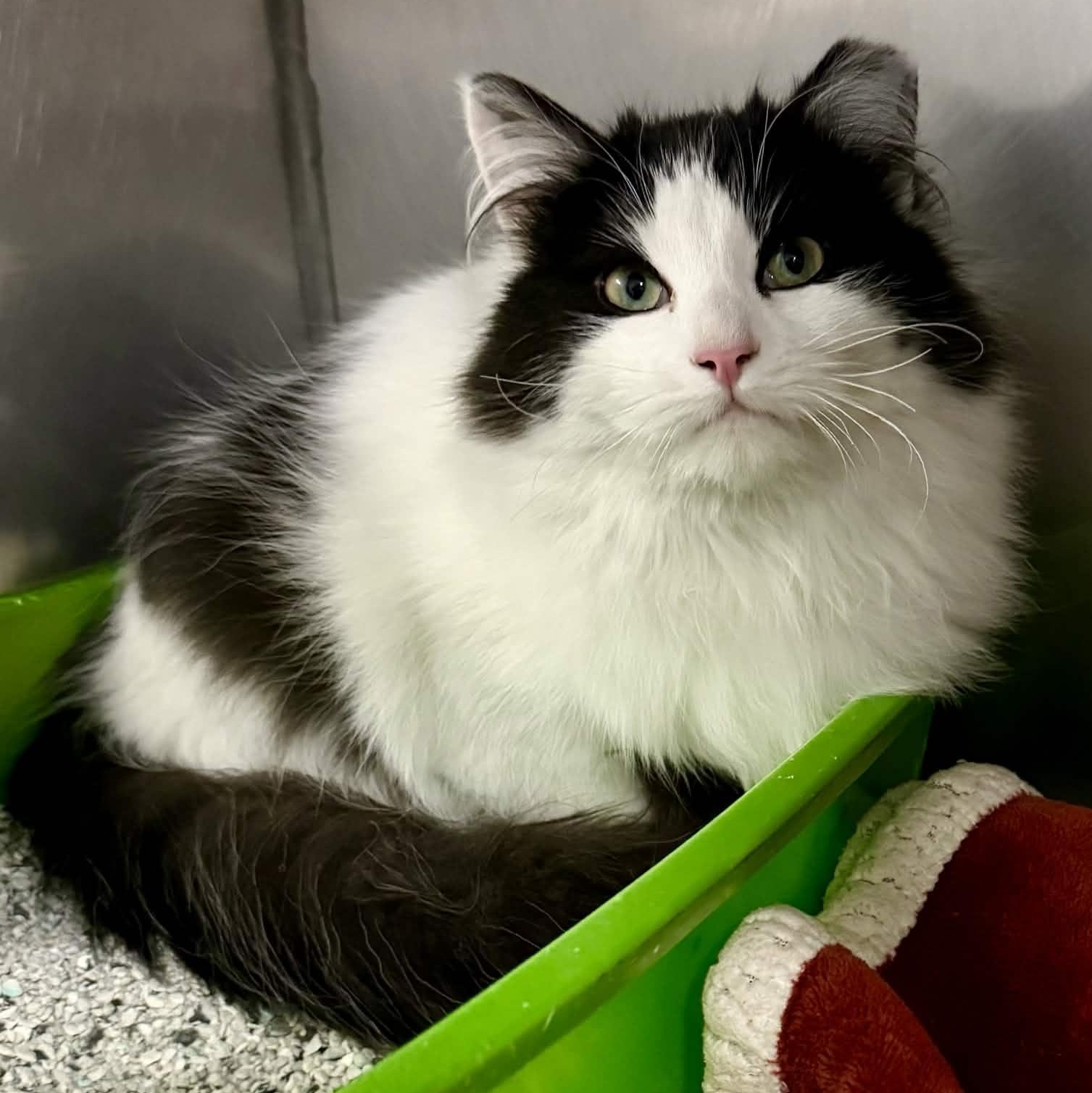 Enlarge Grover, an adopted Domestic Long Hair in Exeter, RI image 1/2