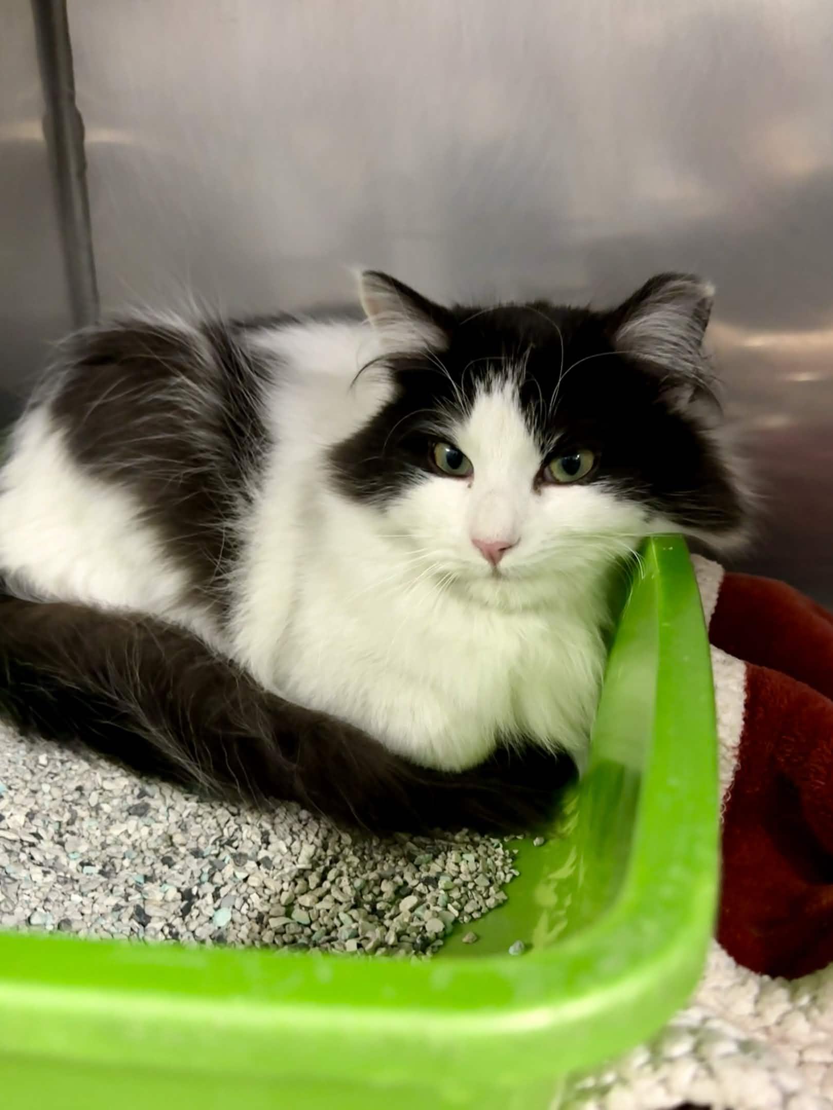 Enlarge Grover, an adopted Domestic Long Hair in Exeter, RI image 2/2