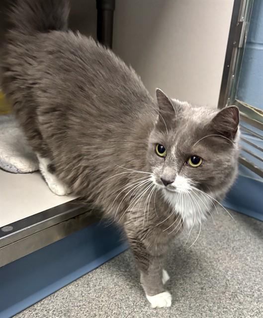 CHLOE, Adoptable, Adult Female Domestic Long Hair.