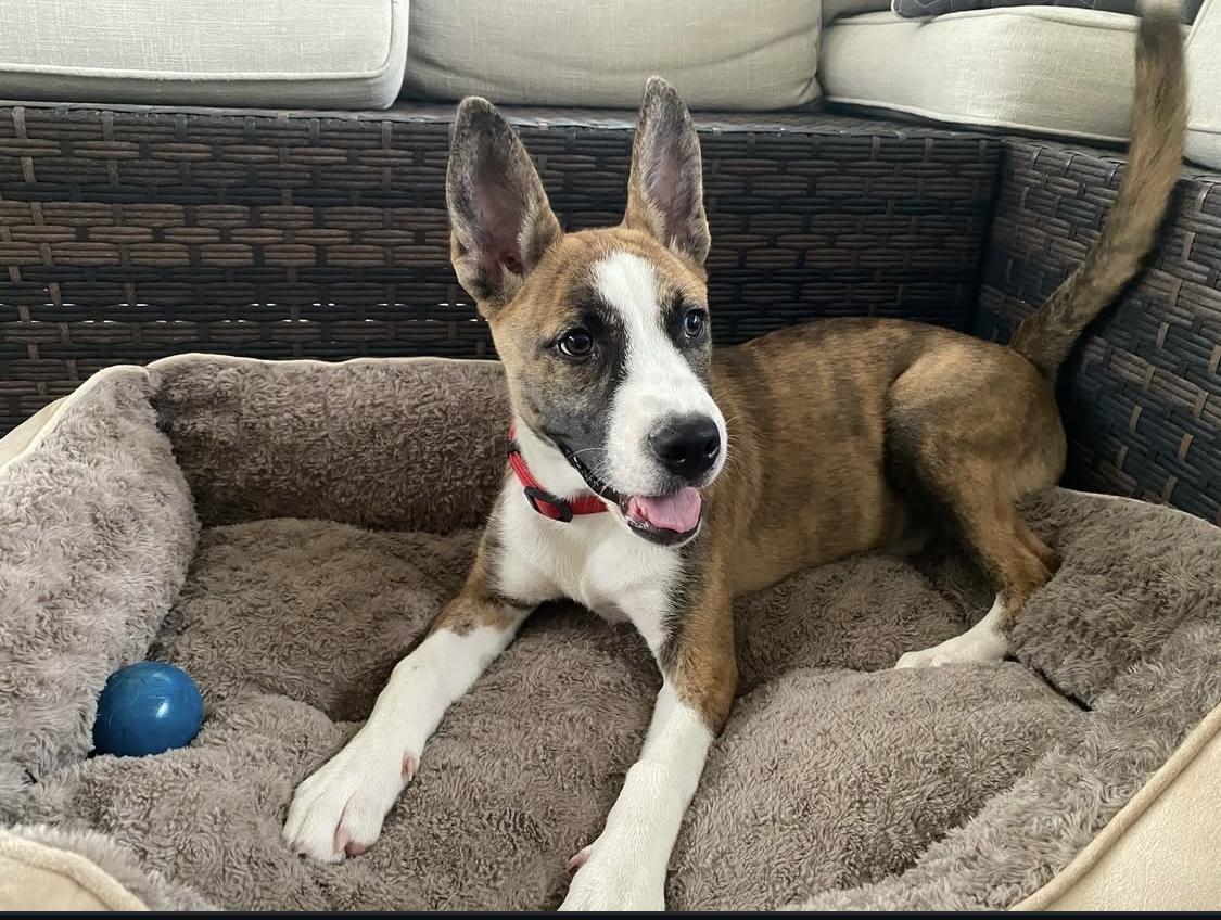 Zula is an adventurous female dog who loves exploring new places and trying new things Her curiosit