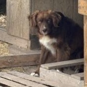 Enlarge HANK, a Adoptable mixed breed in Brazoria, TX image 5/5