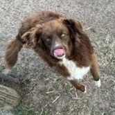 Enlarge HANK, a Adoptable mixed breed in Brazoria, TX image 2/5