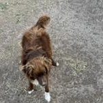 Enlarge HANK, a Adoptable mixed breed in Brazoria, TX image 3/5