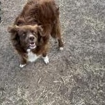 Enlarge HANK, a Adoptable mixed breed in Brazoria, TX image 4/5