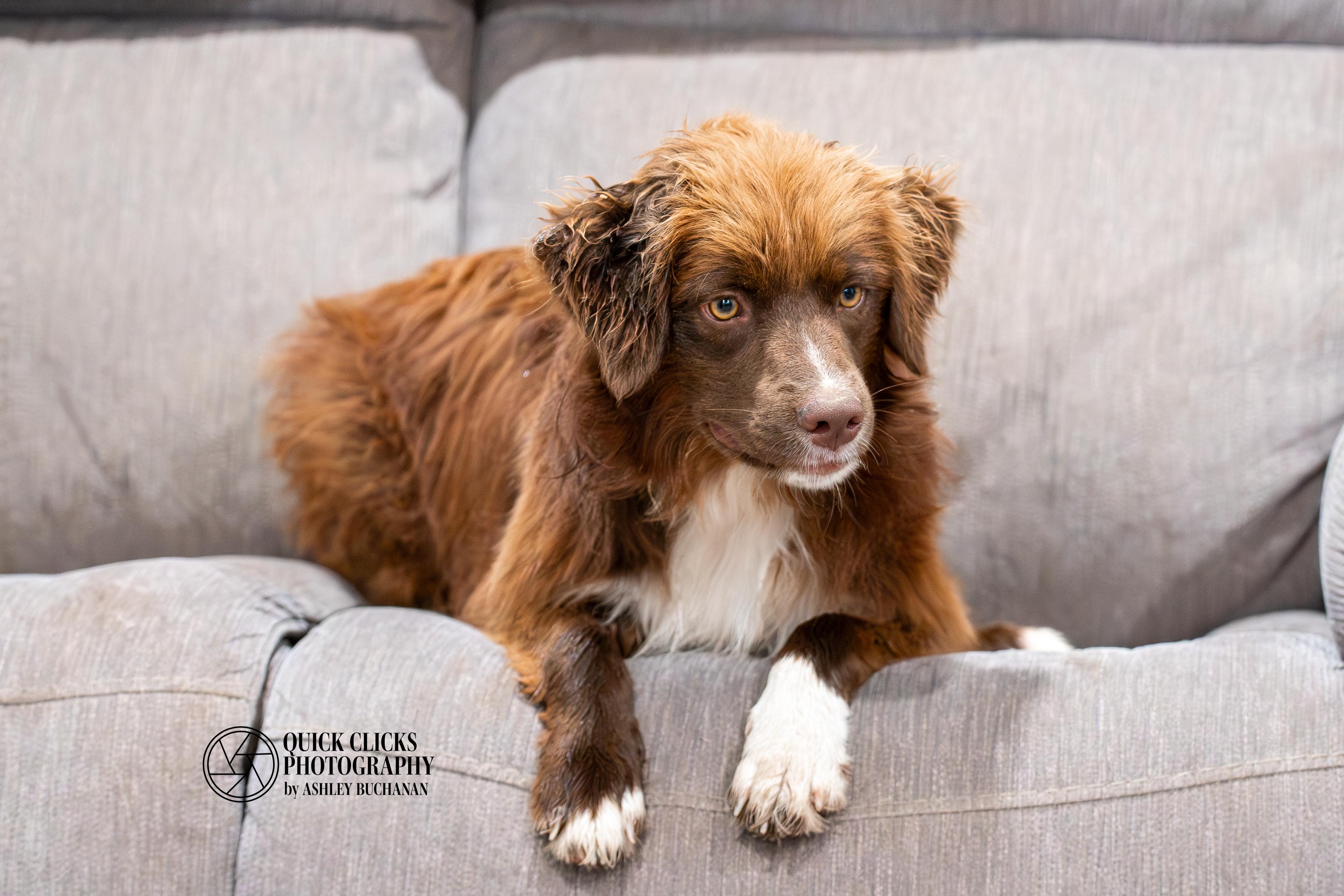 HANK, Adoptable, Adult Male Boykin Spaniel & Nova Scotia Duck Tolling Retriever.