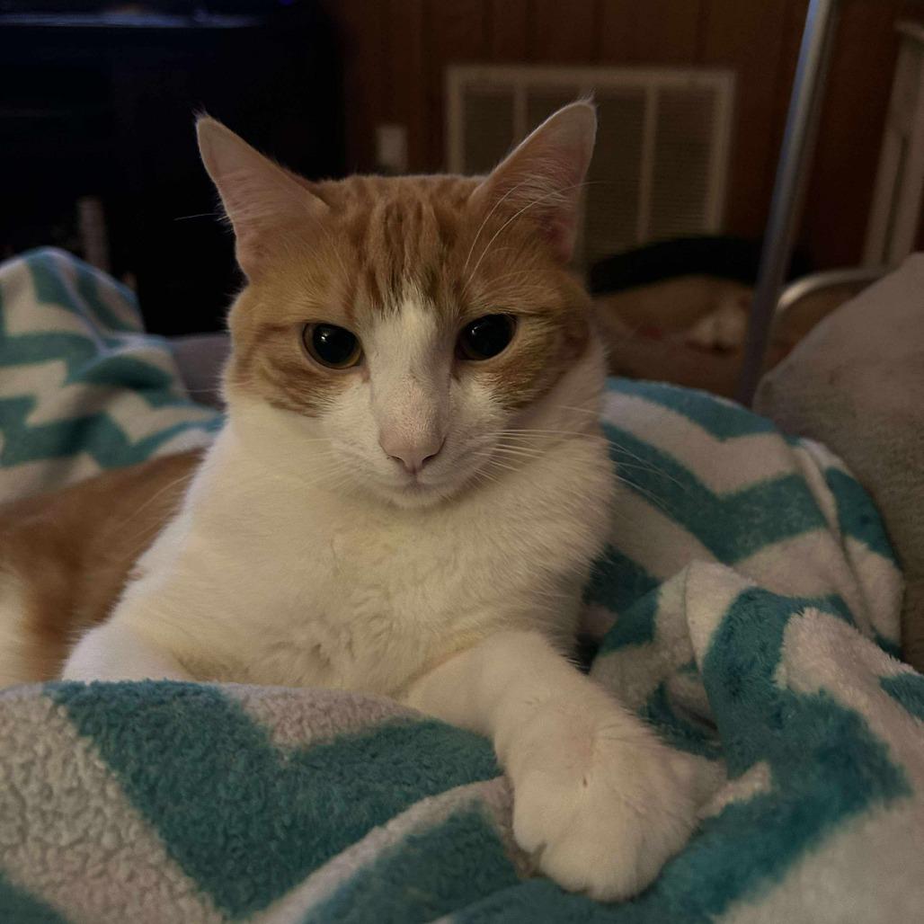 Tigger, Adoptable, Adult Male Domestic Short Hair.