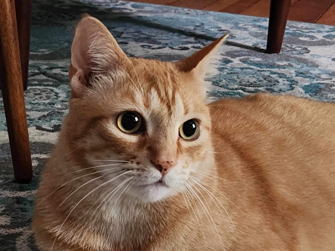 Sammy, Adopted, Adult Male Tabby & Domestic Short Hair.