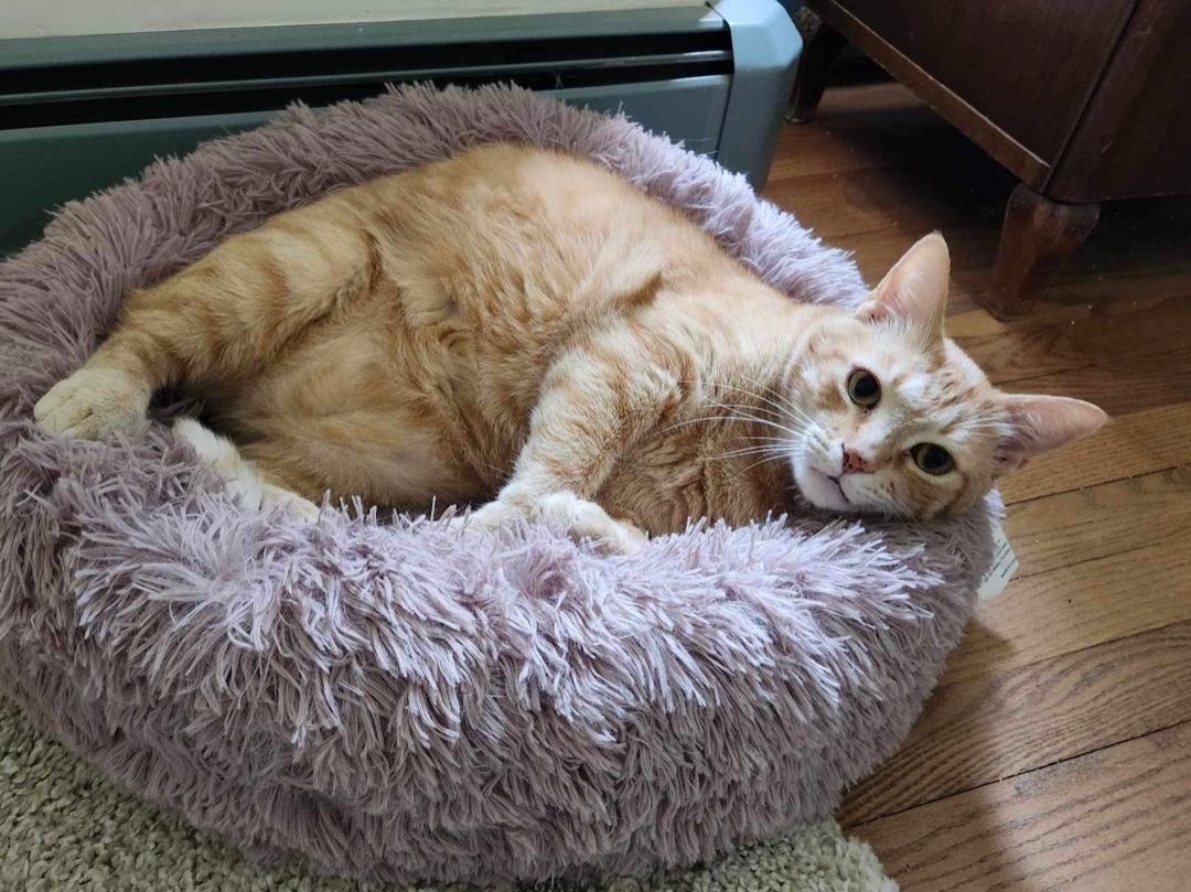 Enlarge Sammy, a Adopted mixed breed in Waller, TX image 2/9