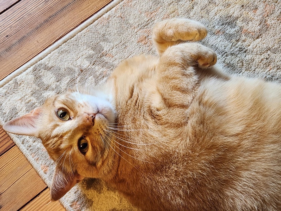 Enlarge Sammy, a Adopted mixed breed in Waller, TX image 3/9