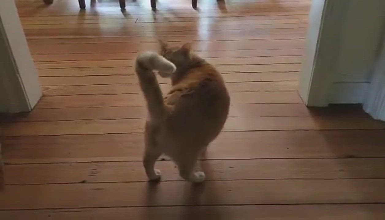 Enlarge Sammy, a Adopted mixed breed in Waller, TX video 7/9