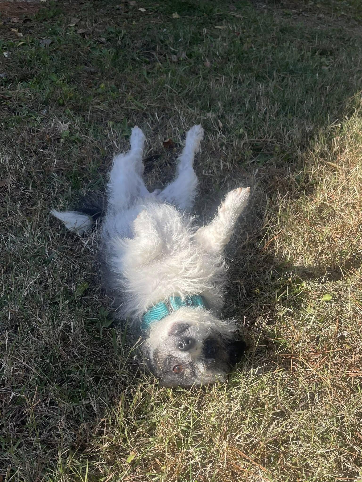 Stewart, Adoptable, Young Male Jack Russell Terrier & Poodle.