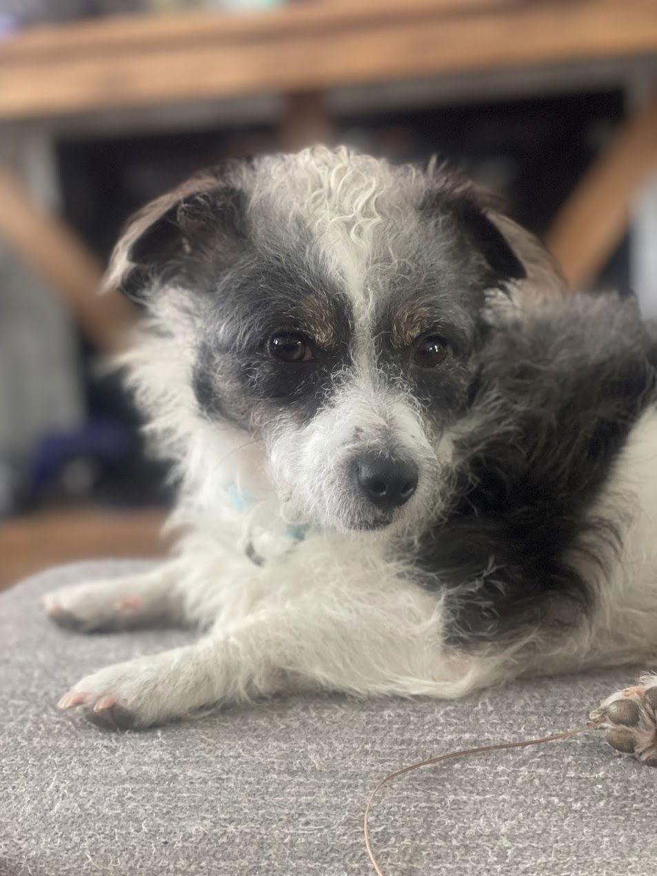 Stewart, a Adoptable mixed breed in Arlington, VA image 3/3