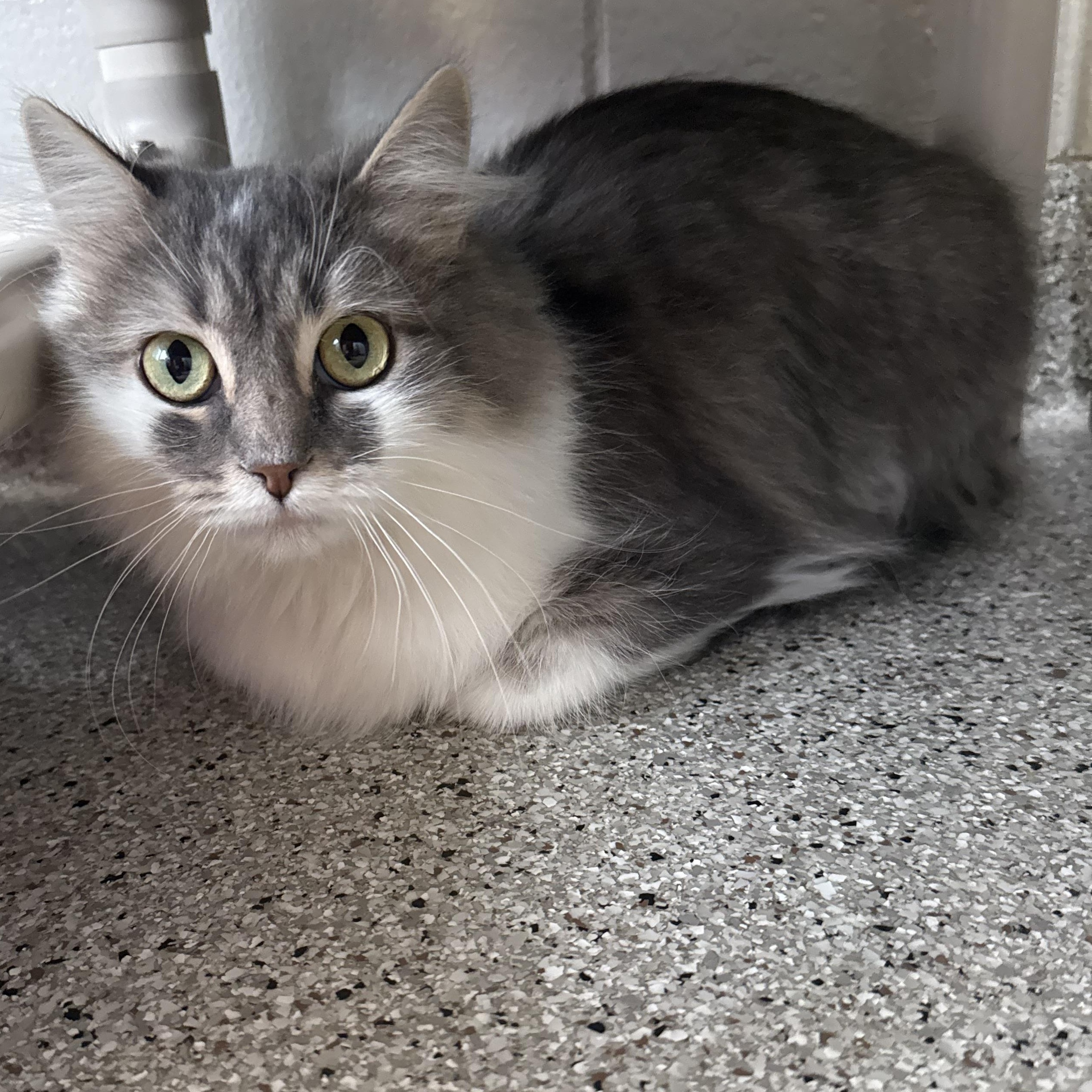 Enlarge Dulce, an adoptable Domestic Medium Hair in Kearney, NE image 1/1